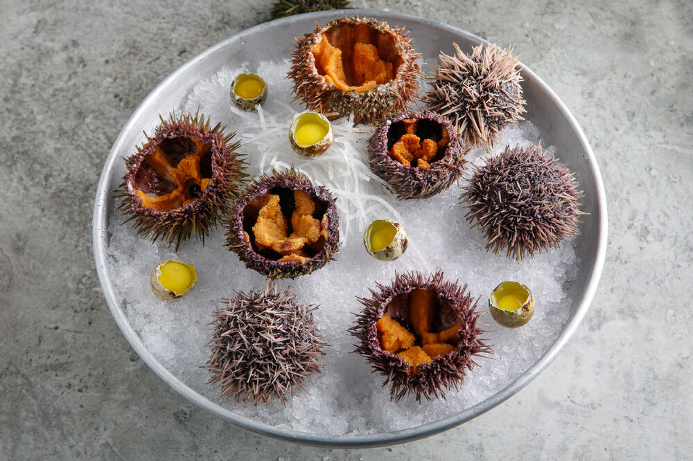 Sea urchin 1 piece