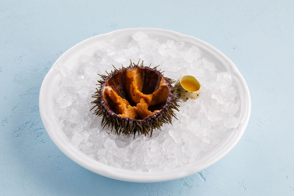 Sea urchin (1 pcs)