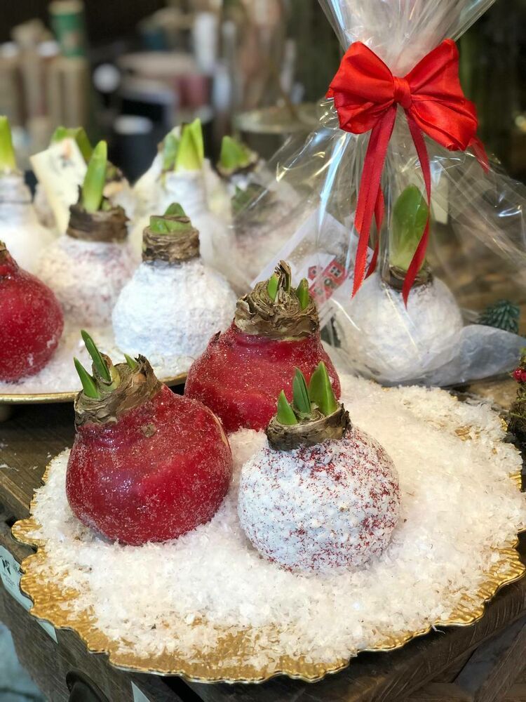 Луковица амарилиса