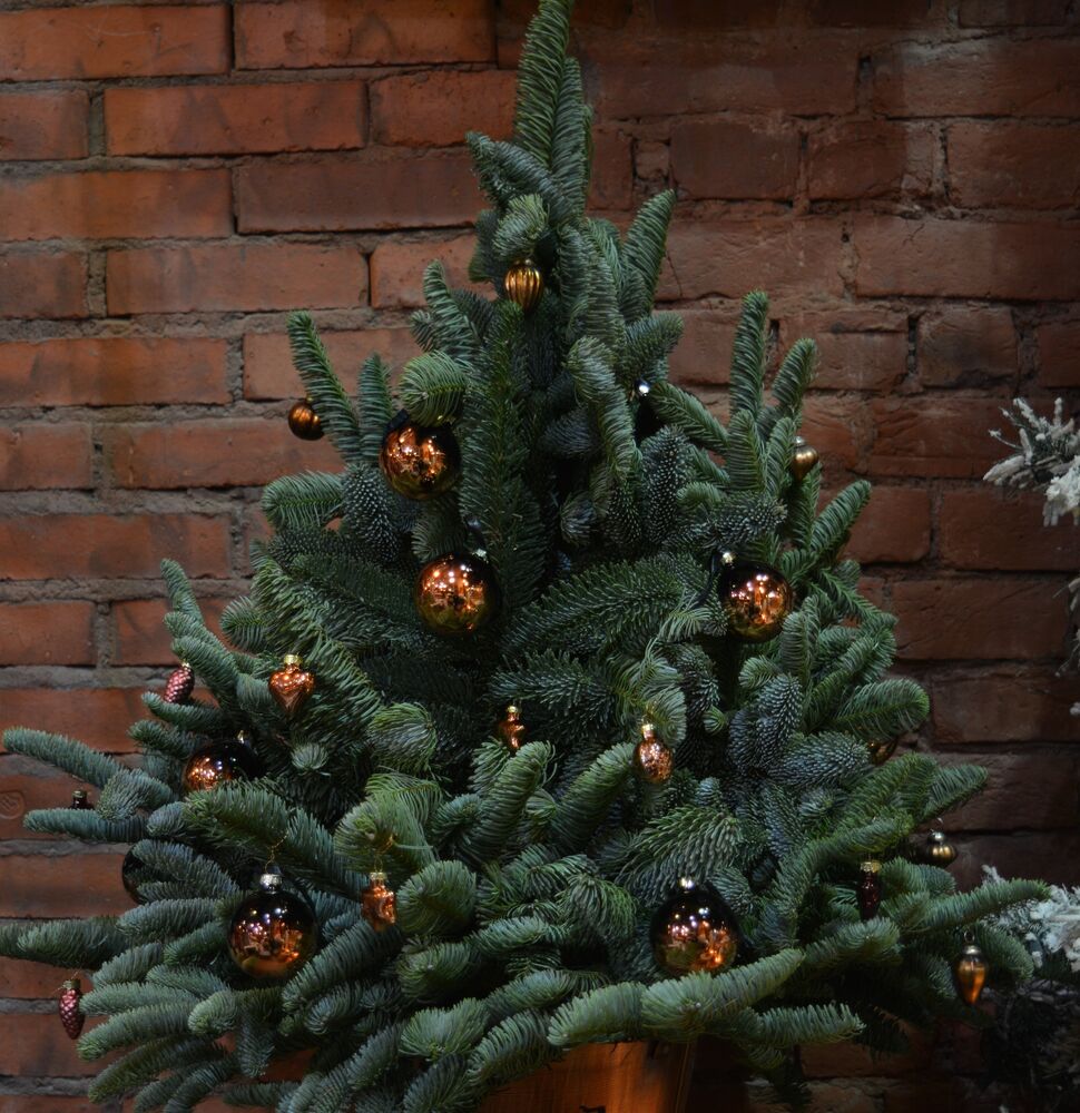 Stylish fir tree